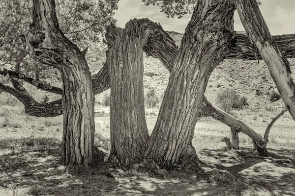 Stare drzewo skręcone cottonwood Canyon — Zdjęcie stockowe