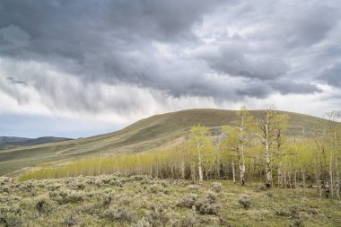 yağmur ve fırtına bulutları kavak grove üzerinde
