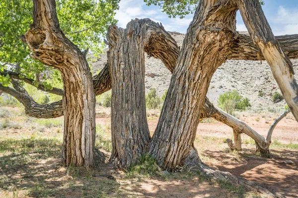 Stare drzewa skręcone cottonwood w kanionie na pustyni — Zdjęcie stockowe