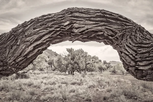 Viejo árbol de algodon retorcido en un cañón del desierto — Foto de Stock