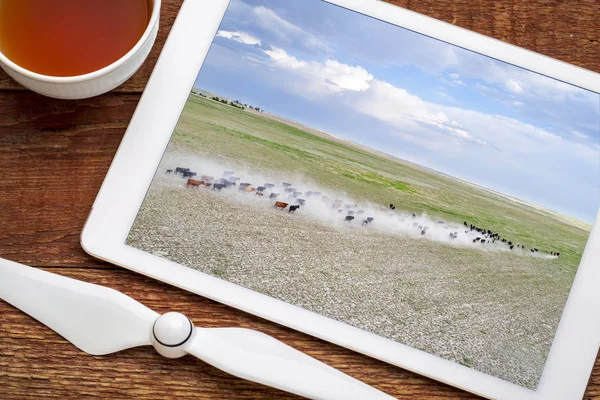 Vee op een droge prairie in westerse Nebraska — Stockfoto