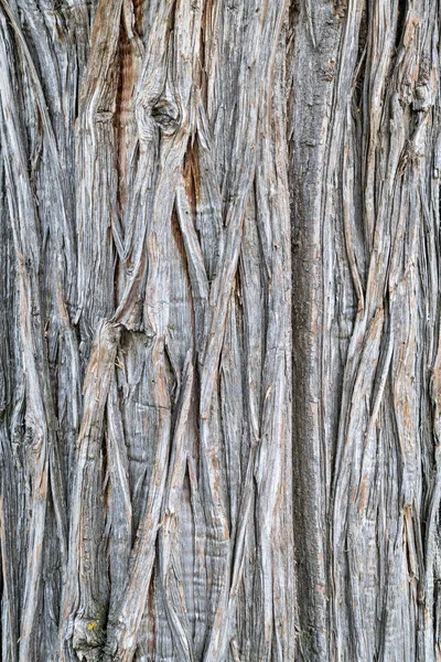 Old juniper tree texture — Stock Photo, Image