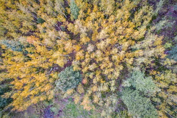 Vuren en aspen bomen van bovenaf — Stockfoto