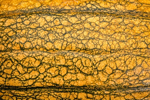 Orange pumpkin skin texture — Stock Photo, Image