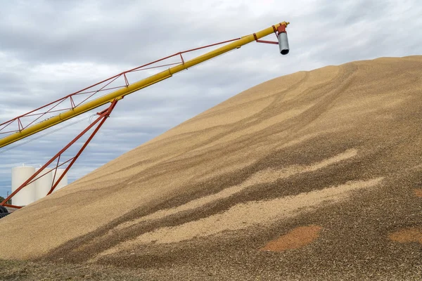 Pilha de grãos de sorgo em Kansas — Fotografia de Stock