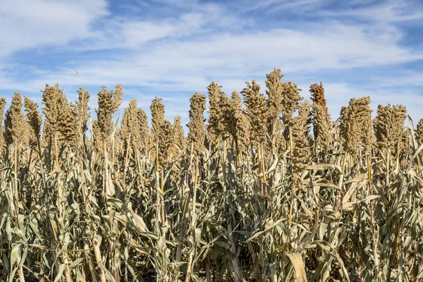 Sorghum field in Kansas — Stock Photo, Image