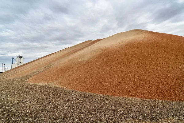 Tas de grains de sorgho au Kansas — Photo