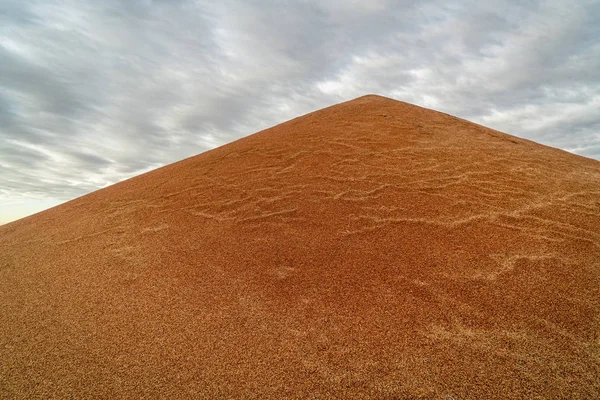 Hög med sorghumkorn i Kansas — Stockfoto