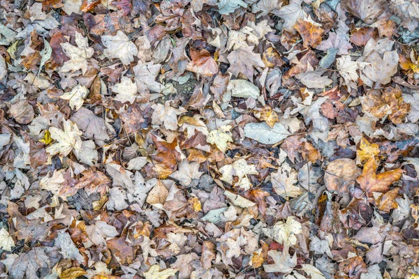 Background and texture of dry leaves — Stock Photo, Image