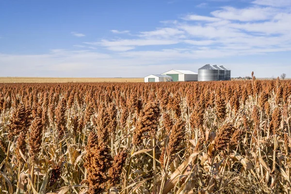 Sorghum veld in Kansas — Stockfoto