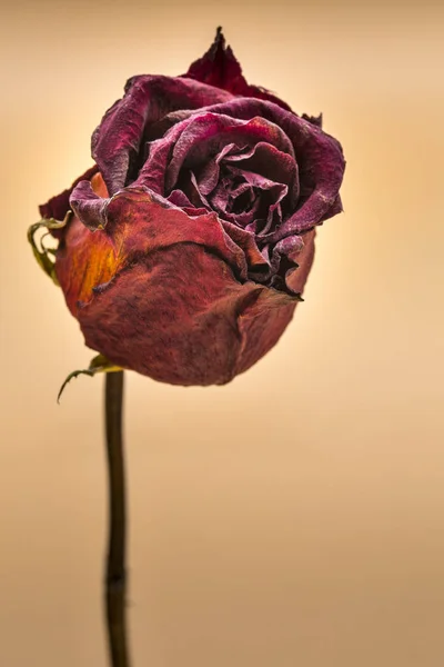 Dried red rose — Stock Photo, Image