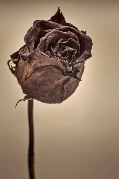 dried red rose - sepia image