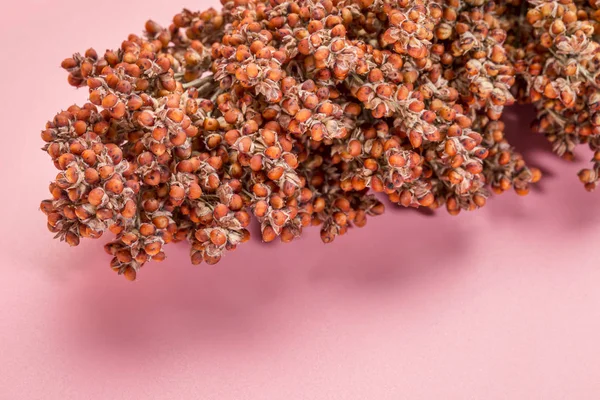 Aglomerado de sementes de sorgo vermelho maduro — Fotografia de Stock