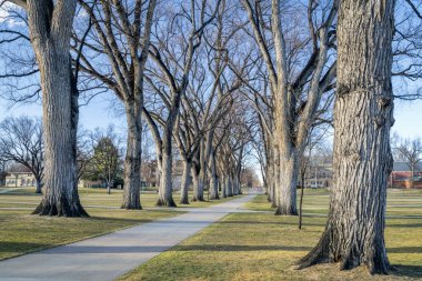 Allee eski Amerikan elm ağaçları ile 