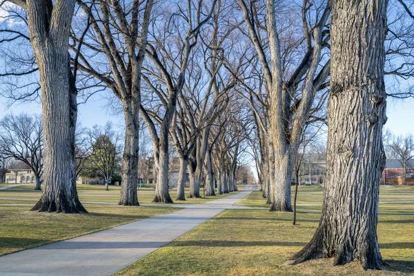 Allee зі старих дерев американських в'яз — стокове фото