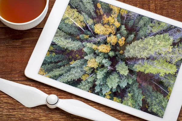 Vuren en aspen bomen van bovenaf — Stockfoto