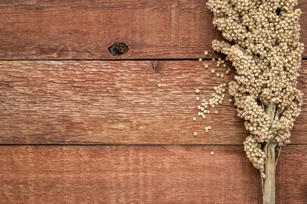 Cachos de sementes de sorgo branco maduro — Fotografia de Stock