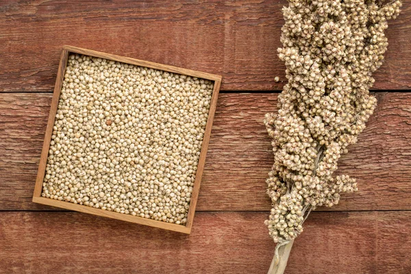 Sementes de sorgo branco maduro — Fotografia de Stock