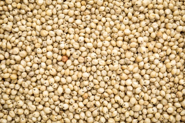 Bianco sorgo grano fondo — Foto Stock