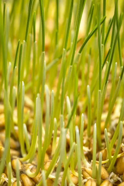 Germinazione grano fondo grano — Foto Stock