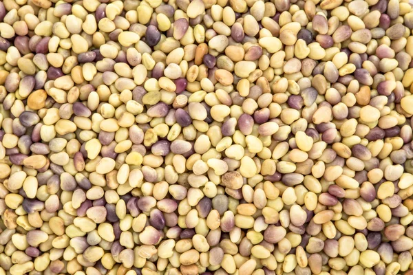 Kırmızı yonca organik filizlenen tohumlar — Stok fotoğraf