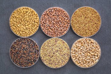 Organik filizlenen tohumlar kümesi