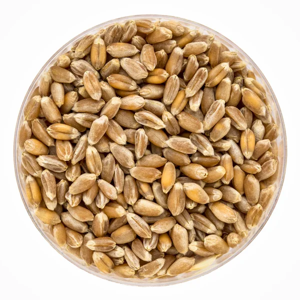 ペトリ皿での種子の発芽の硬質小麦 — ストック写真