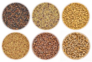 Organik filizlenen tohumlar kümesi