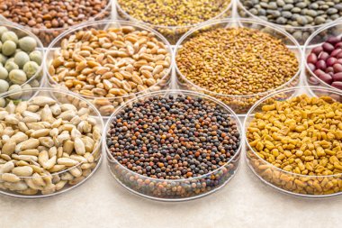 Organik filizlenen tohumlar ve fasulye