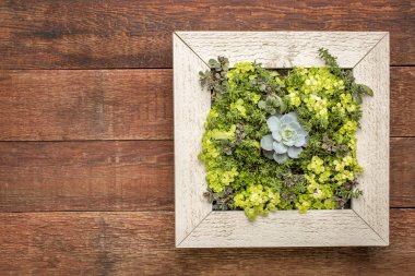 etli bitki mini Bahçe