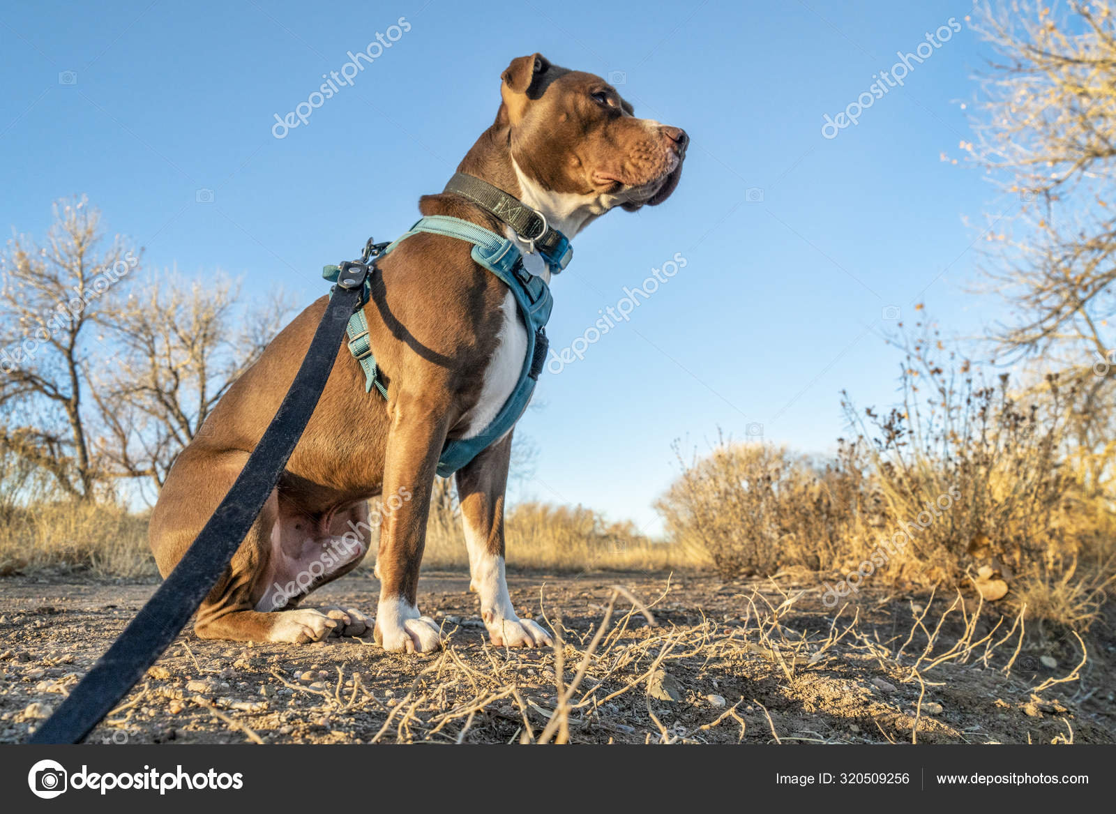 Stockfotos Red Nose Pitbull Bilder Stockfotografie Red Nose Pitbull Lizenzfreie Fotos Depositphotos