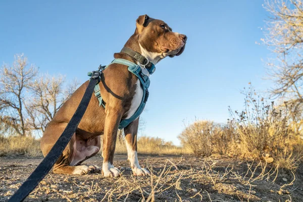 Joven pit bull terrier perro en arnés —  Fotos de Stock