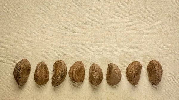 Brazilian nuts on a handmade paper — Stockfoto