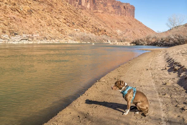 Питбуль на песчаном берегу реки Колорадо — стоковое фото