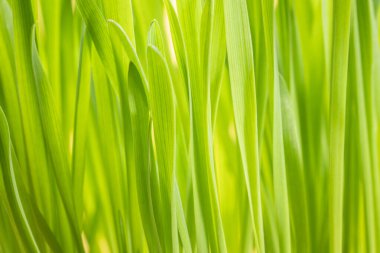 Yakın plan yeşil yulaf otu, seçici odak