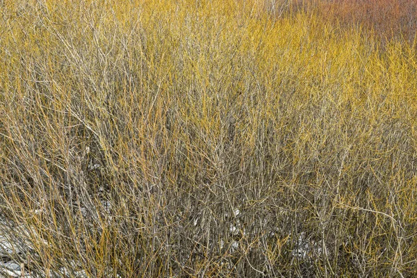 Tapestry Shrubs Bushes Colorado Rocky Mountains Early Spring Some Snow — Stock Photo, Image