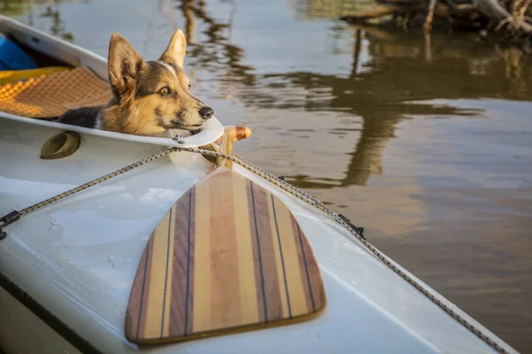 Cão Corgi Bonito Uma Canoa Expedição Convés Lago Colorado Recreação — Fotografia de Stock