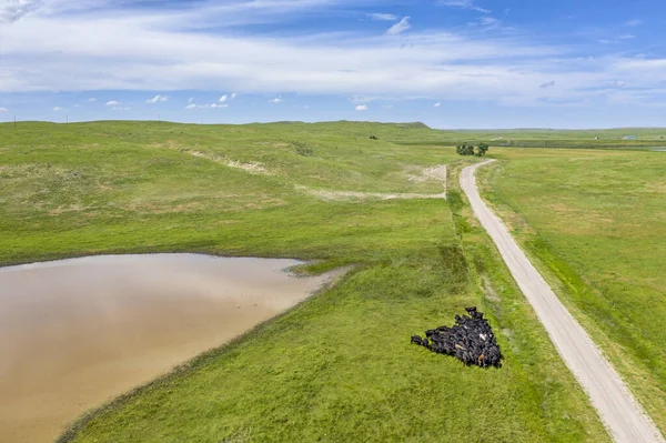 Estrada Fazenda Arenosa Nebraska Sandhills Vista Aérea Verão Com Gado — Fotografia de Stock