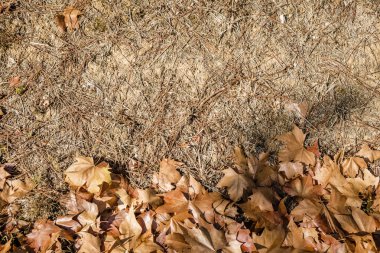 Sonbahar renkli yapraklı arkaplan