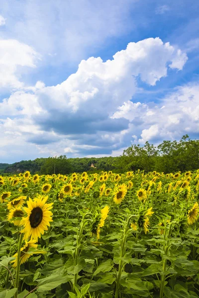 向日葵在多尔多涅河山谷佩里戈尔弗兰克的领域 — 图库照片