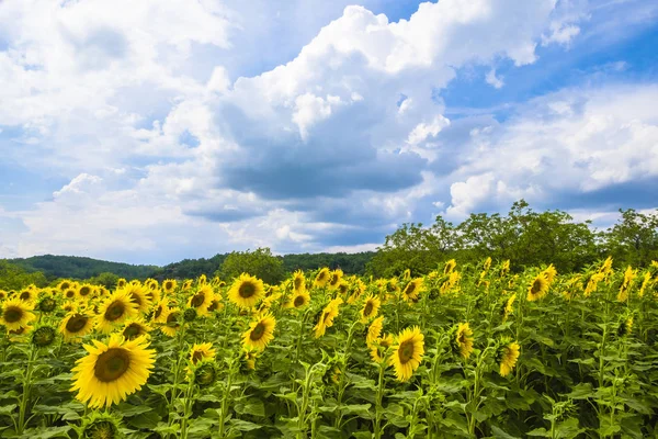 Ayçiçeği Dordogne Valley Perigord da Frane alanları — Stok fotoğraf