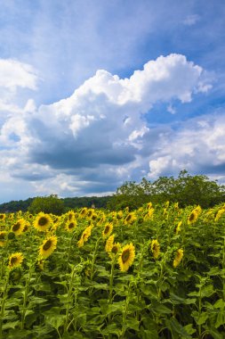 Ayçiçeği Dordogne Valley Perigord da Frane alanları