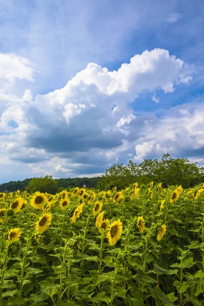 Ayçiçeği Dordogne Valley Perigord da Frane alanları — Stok fotoğraf