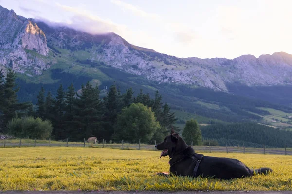 Zwarte hond bij de bergen van Baskenland Spanje — Stockfoto