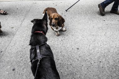 köpeklerle seyahat turizm 