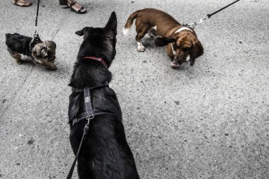 köpeklerle seyahat turizm 