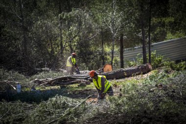 Bir orman üzerinde yeşil alanlar oluşturmak için kesilen.