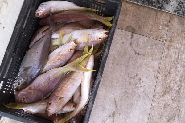 Pesce in vendita vicino al tempio di Yemanja — Foto Stock