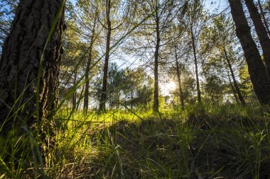 Volpelleres forest at Sant Cugat del Valles