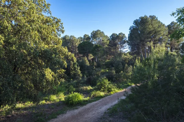 Volpelleres forest at Sant Cugat del Valles — стокове фото